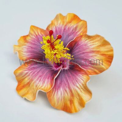 FHIB71BO : HIBISCUS71BO(10CM)