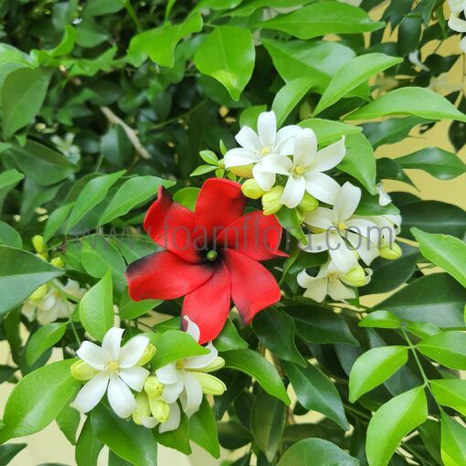 FTIA76 : TIARE76 (7CM) - Image 3