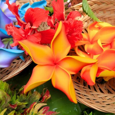 FPLU145 : PLUMERIA145 (10CM)