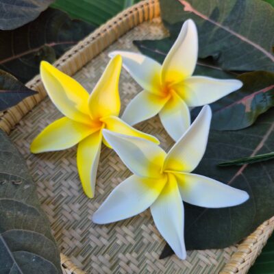 FPLU144 : PLUMERIA144 (9.5CM)