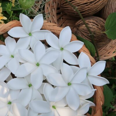 FTIA2-6 : TIARE2-6 (8.5 CM)