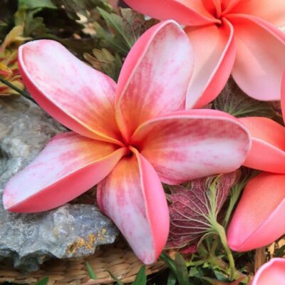 FPLU120MI : PLUMERIA120MI(10CM)