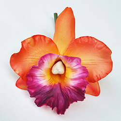 FCAT6NL : CATTLEYA6NL(9CM)