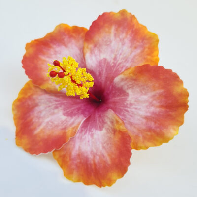 FHIB15PR : HIBISCUS15PR (12CM)