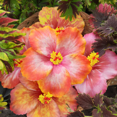 FHIB15PR : HIBISCUS15PR (12CM)