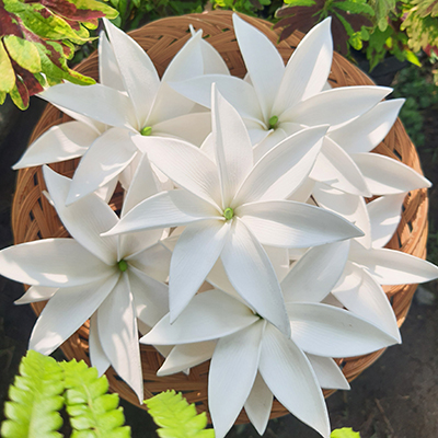 FTIA78 : TIARE78(10.5CM)