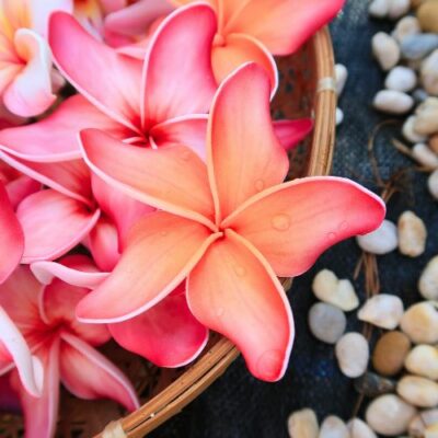 FPLU19TC : PLUMERIA19TC (9CM)