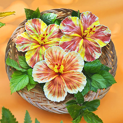 FHIB73AT : HIBISCUS73AT(12CM)