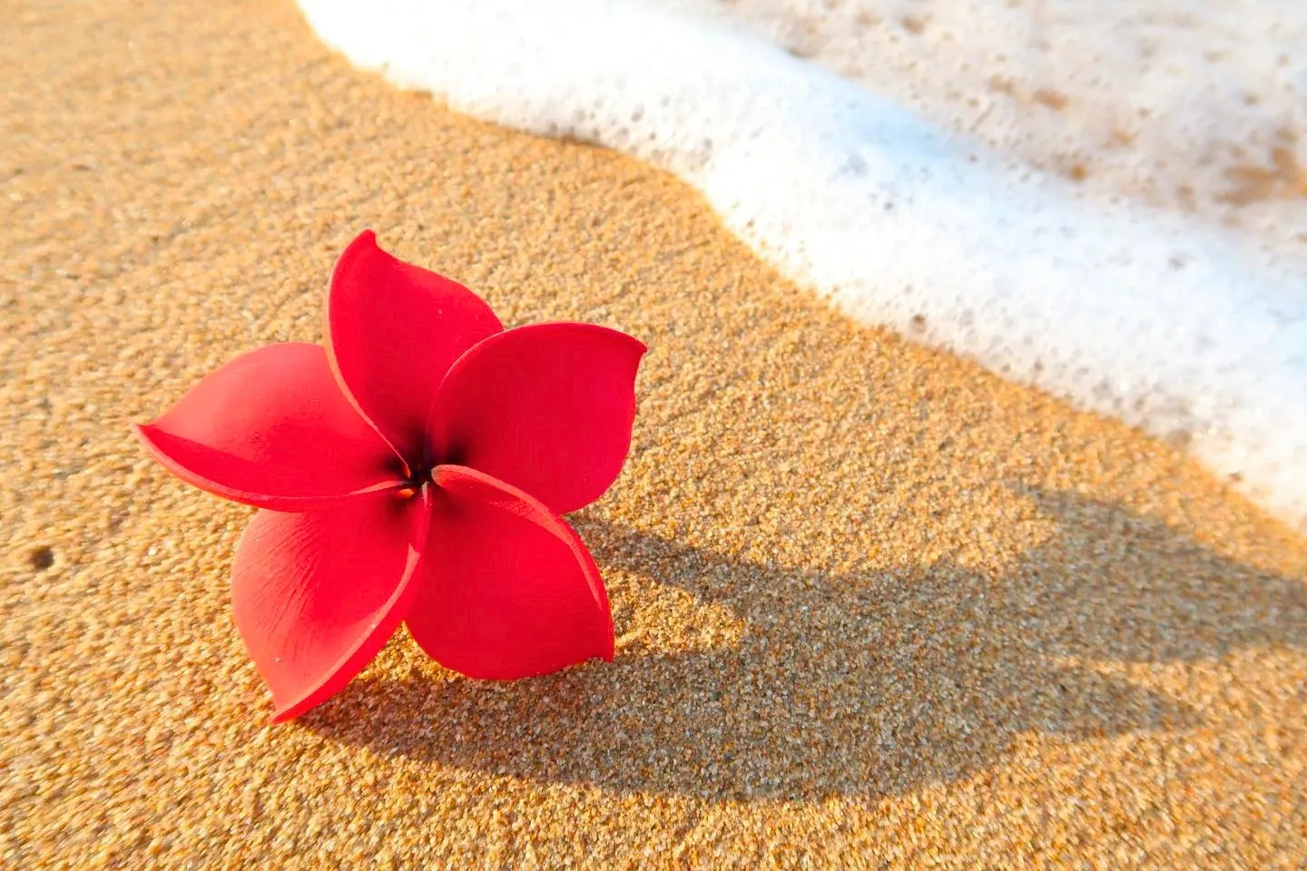 A handmade red plumeria resting on the sand at the water’s edge