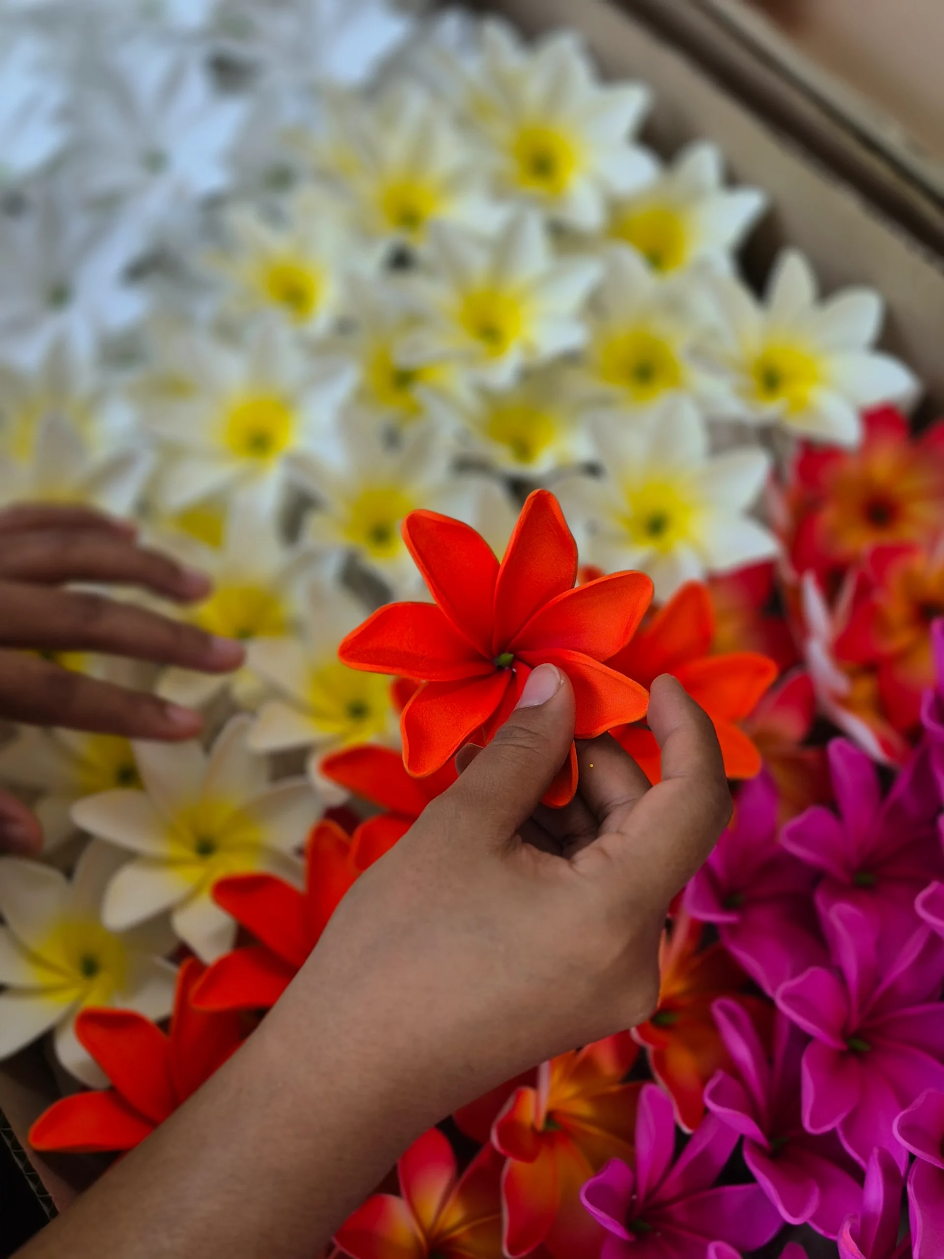 Hand inspecting finished orange plumeria flowers among trays of white and pink blooms