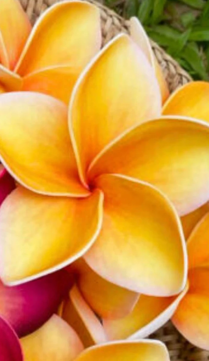 Foamflora handmade orange plumeria flowers