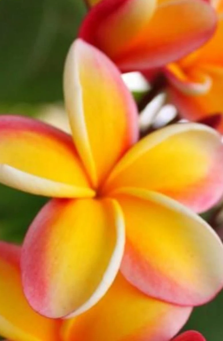 A real orange plumeria flower on the tree