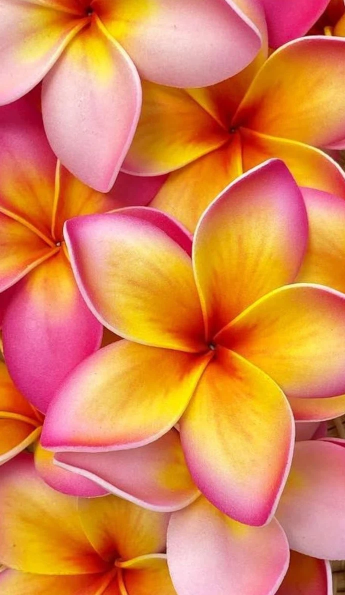 Foamflora handmade pink and yellow plumeria flowers