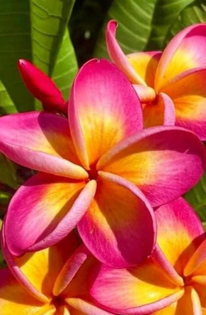 Real pink and yellow plumeria flowers on the tree