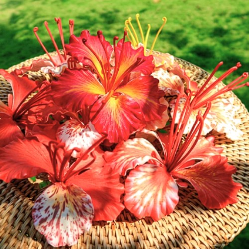Ohai alii flower hair pick, 11 cm