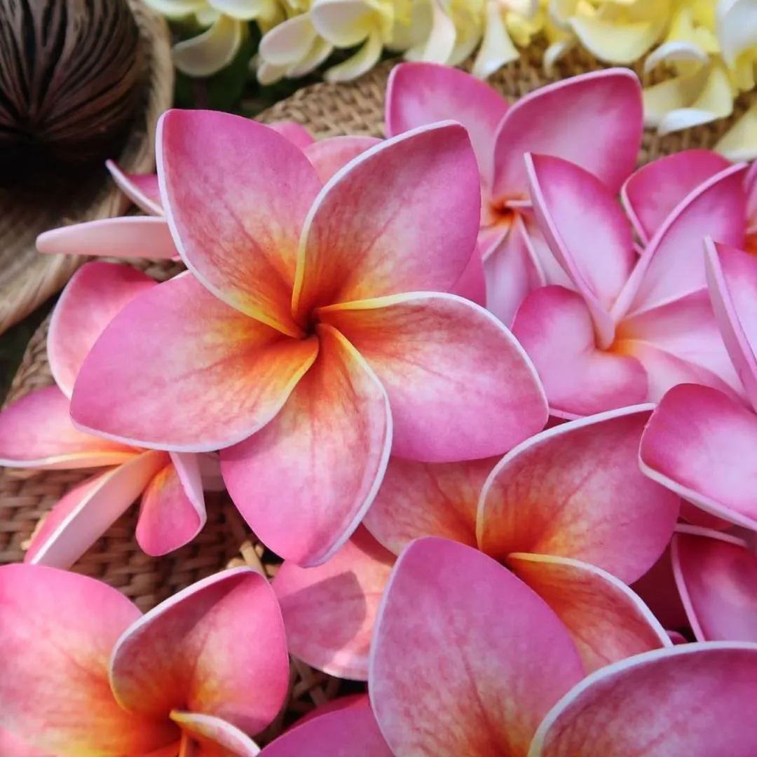 Handmade plumeria hula flower hair picks in yellow and red