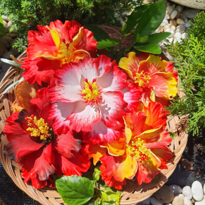 FHIB74NR : HIBISCUS74NR (11CM)